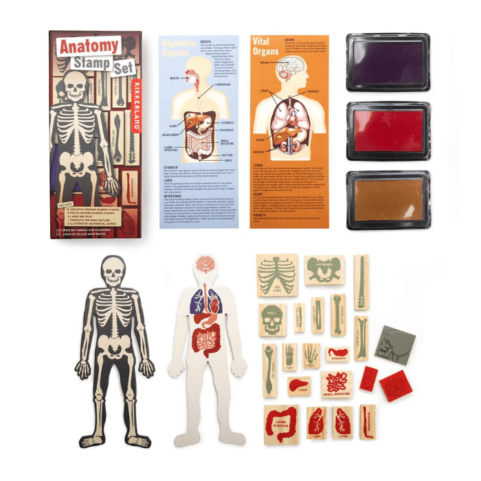 Kikerland Anatomy Stamp Set - Guiry's